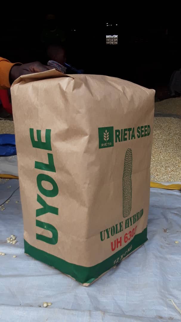 UH6303 Maize